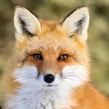 Profile image of 여우