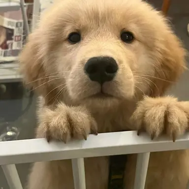 Profile image of ミンギュ