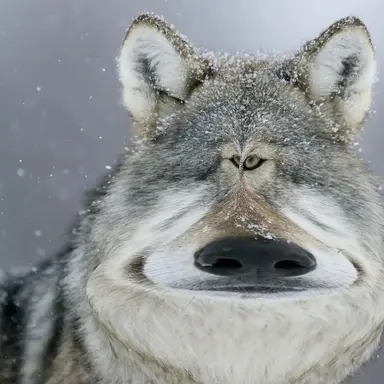 Profile image of 늑대