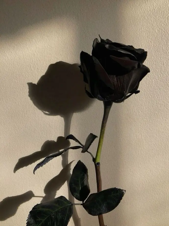Moonsa_1269의 🥀🖤