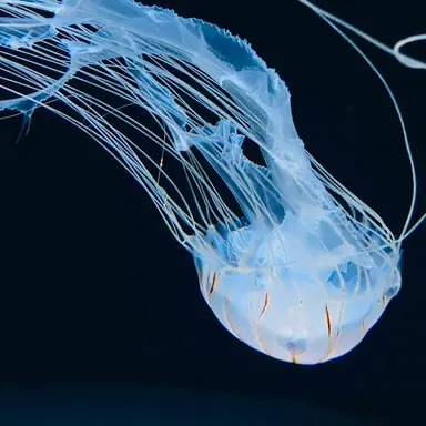 Profile image of ナムギュ