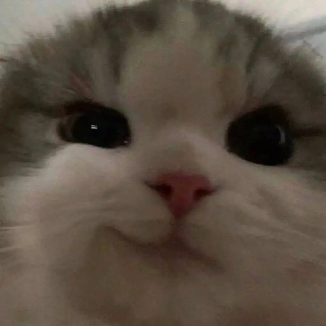 __6xg의 猫