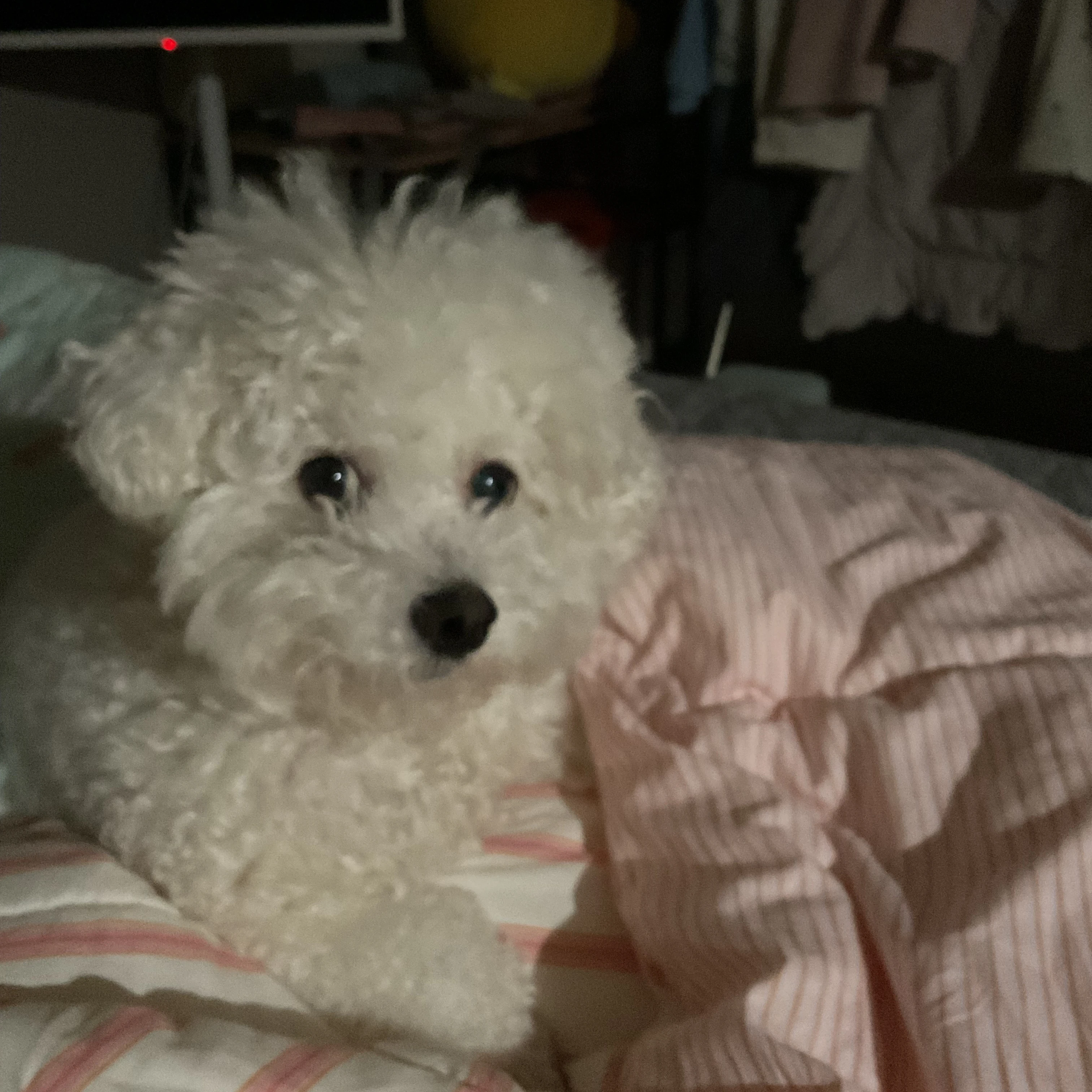 빵순이