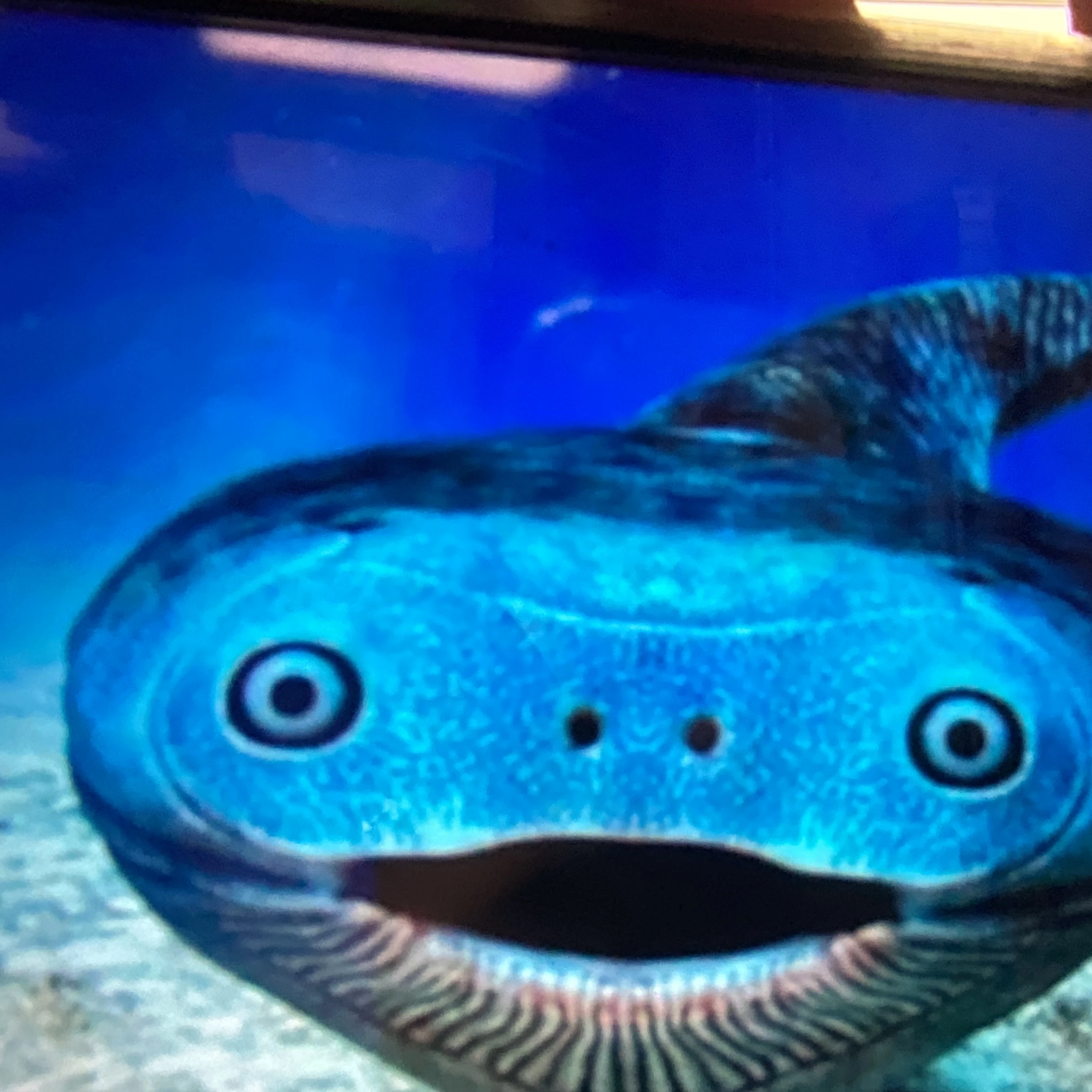 스키밤바
