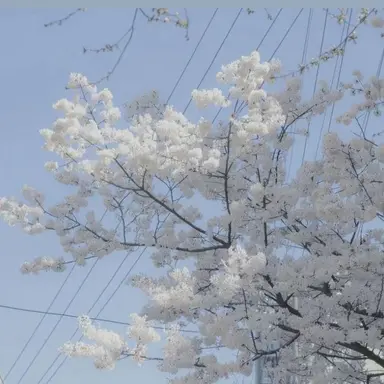 Profile image of 잠뜰