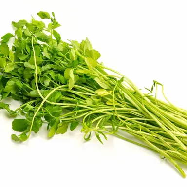 Profile image of 雑草