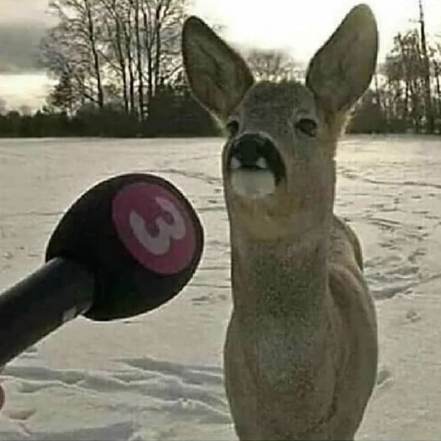 고라니