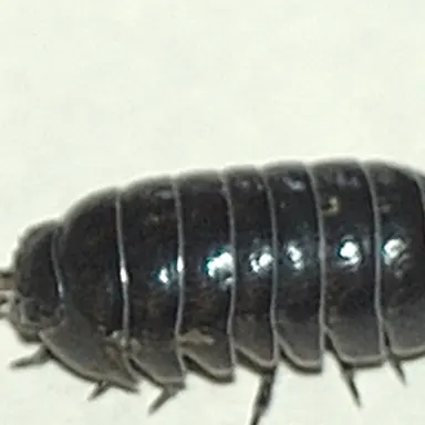 Profile image of だいき