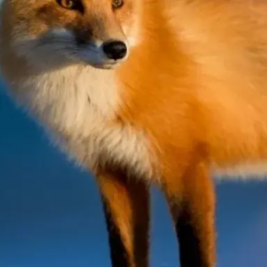 Profile image of 여우