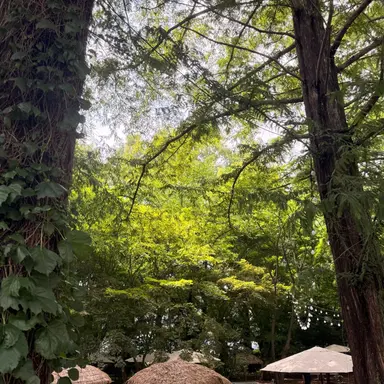 Profile image of 공룡