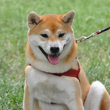 Profile image of 시바견