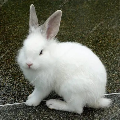 Profile image of 레비토