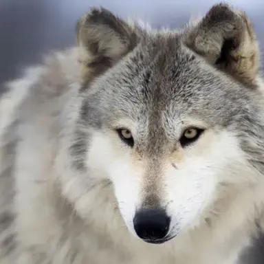 Profile image of 조직보스