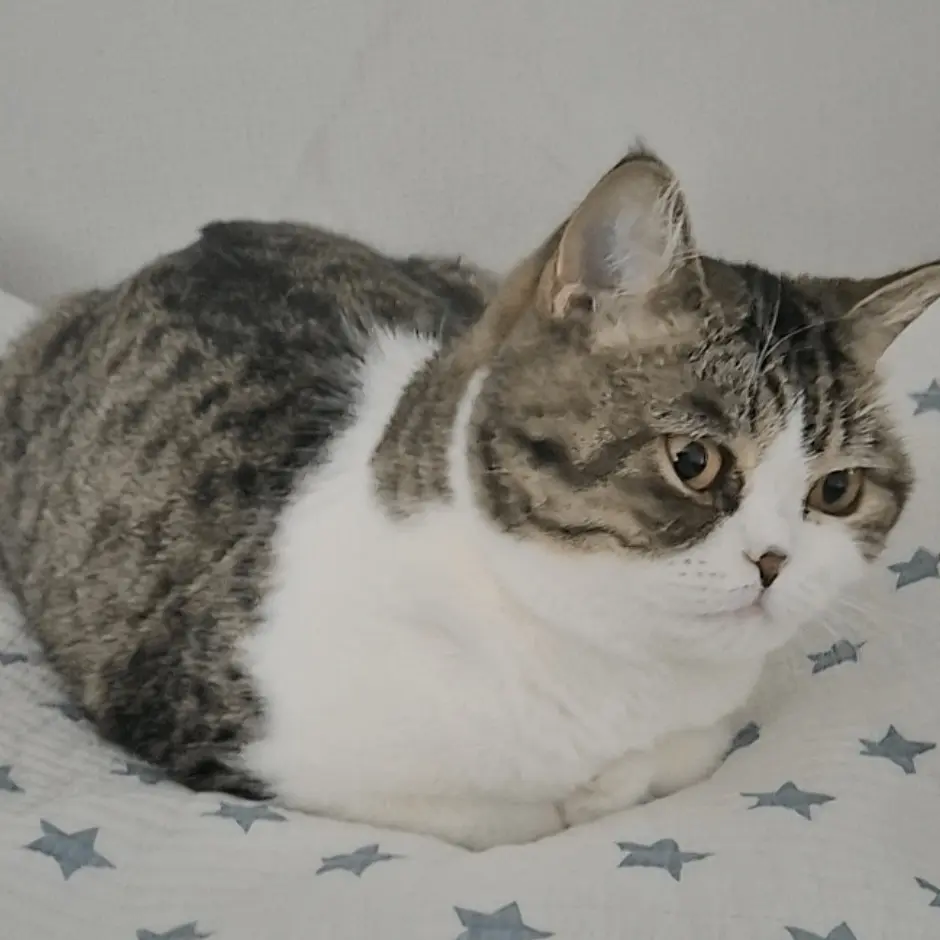 815126612의 길 고냥이
