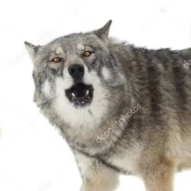 Profile image of 늑대