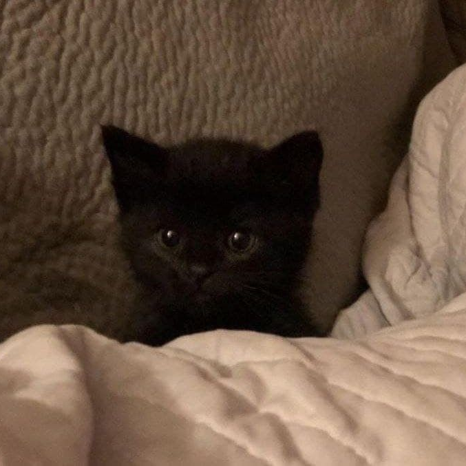 김태영🐈‍⬛ 대표 이미지