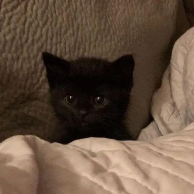 Dgjellybean20의 김태영🐈‍⬛