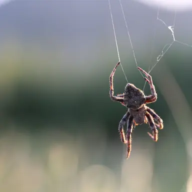 Profile image of 산왕거미