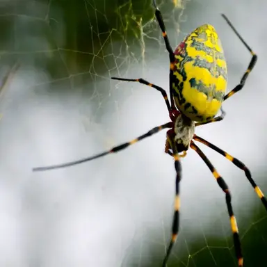 Profile image of 무당거미