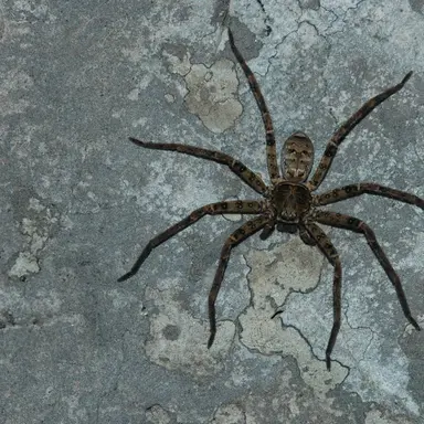 Profile image of 한국농발거미