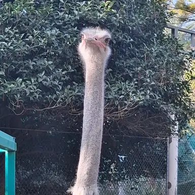 Profile image of 여자애