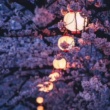 Profile image of 桜花
