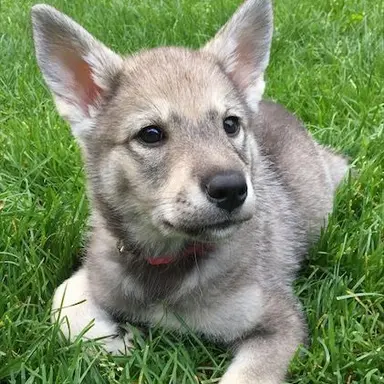 Profile image of 볼트