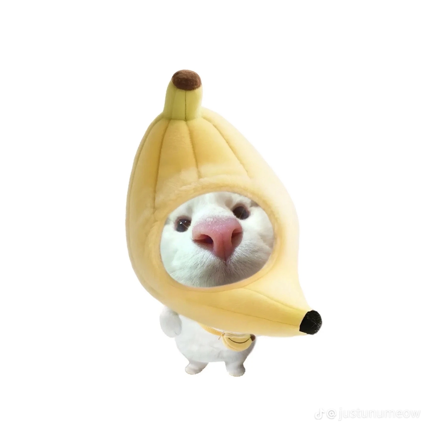 모몬