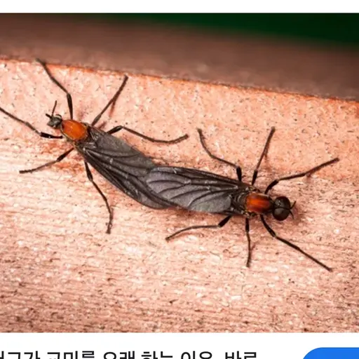 BareMolly3689의 러브버그
