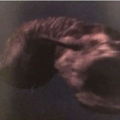 Profile image of 쿠시