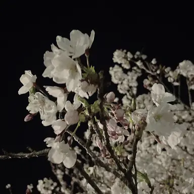 Profile image of 羽生　結弦