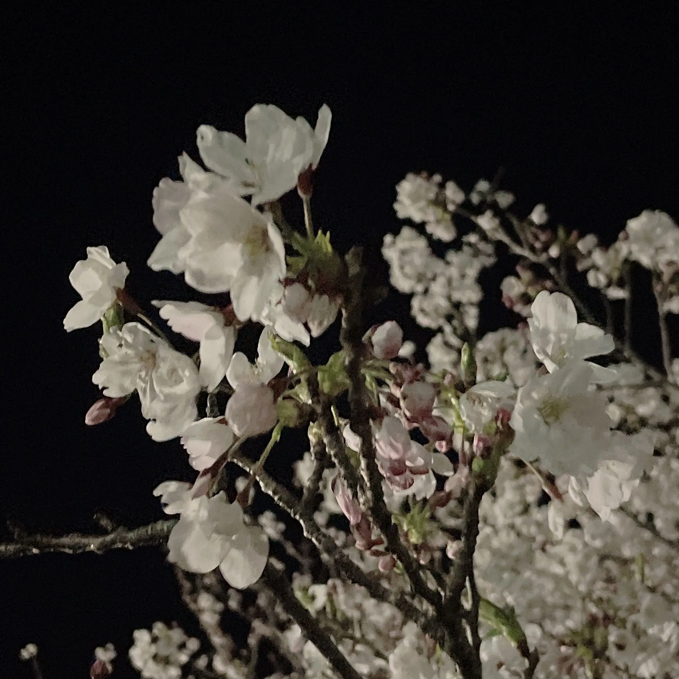 PureBarn7063의 自分用なので訴えないでください