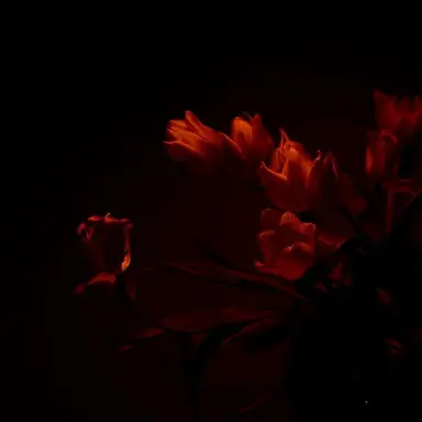 Profile image of 플래그