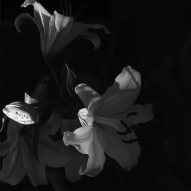 Profile image of 시미베