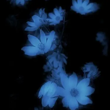 Profile image of 파이브