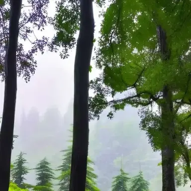 Profile image of Birth Mantra