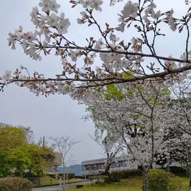 Profile image of えま