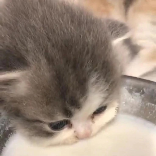 루몽이