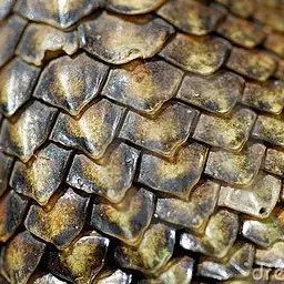 Profile image of シェルスター