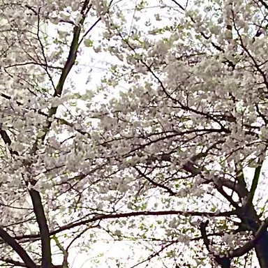 Profile image of 루나 미아렌