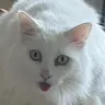 Profile image of モブ