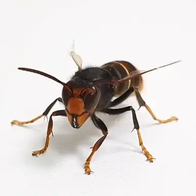 Profile image of 레인지