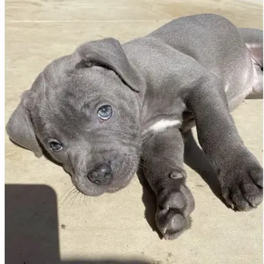 Profile image of Blu