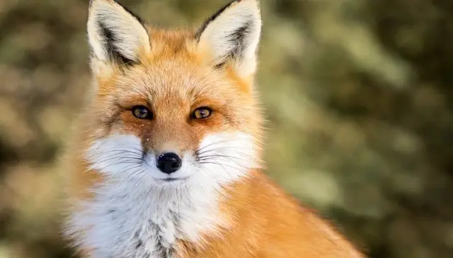 Profile image of Fox