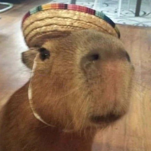 카피바라
