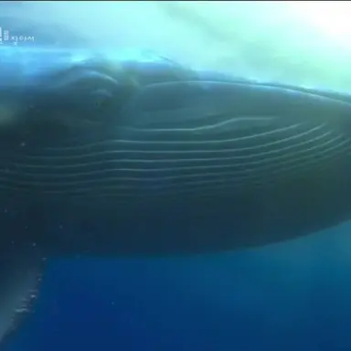 Profile image of 대왕고래  해파리