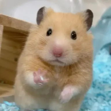 Profile image of 한지성