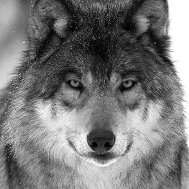 Profile image of 강호.