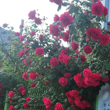 Profile image of 라더