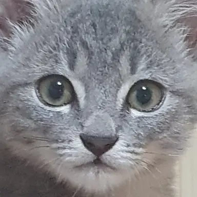 Profile image of 미친 최냥의 고앵씌